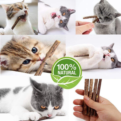 50-Pack Organic Catnip Chew Sticks - Natural Matatabi Silvervine Toys for Kittens' Dental Health